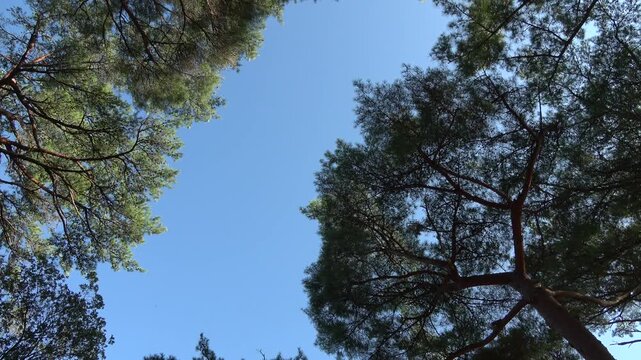 Low Angle View of Vibrant Green Pine Tree Canopy Framing Clear Blue Sky