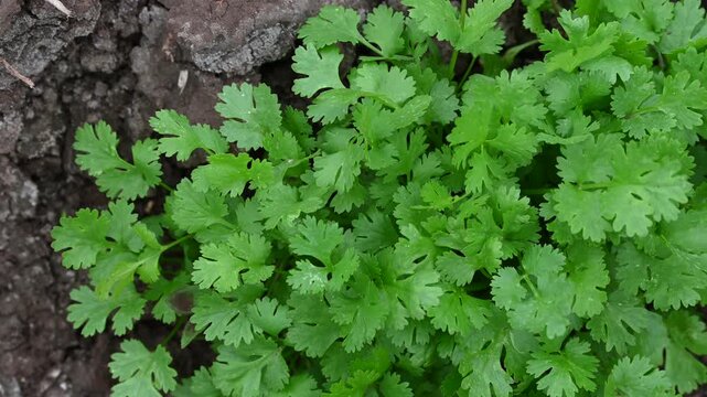 Fresh green coriander on soil, Coriander is loaded with antioxidants. coriander ( coriandrum sativum l. ) vegetable garden