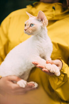 Cats Portrait. Obedient Devon Rex Cat With Cream Fur Color Sitting On Hands. Curious Playful Funny Cute Beautiful Devon Rex Cat. Amazing Happy Pets. Blue Eyes. Yellow Background