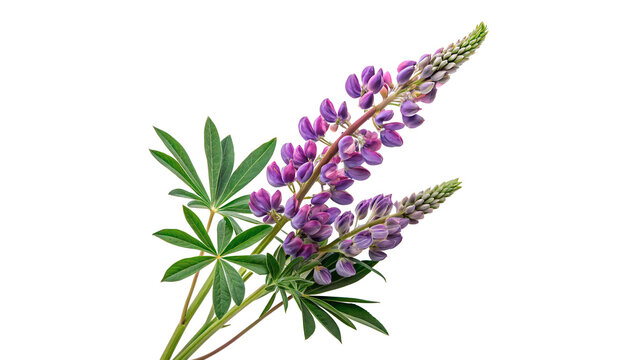 Beautiful purple lupine flowers with green leaves isolated on transparent background