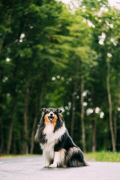 Tricolour Collie, Funny Scottish Collie, Long-haired Collie, English Collie, Lassie Dog Outdoors In Summer Day In A Coniferous Pine Forest Background. Black-and-tan And White Fur Color