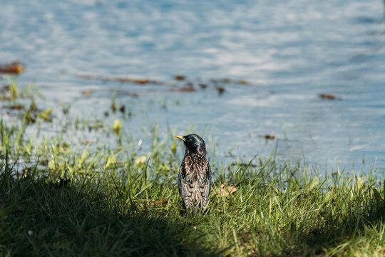 Wild Bird Common Starling Near Water In Spring Day. Sturnus Vulgaris In Natural Habitat. Wildlife. Starling In Natural Environment. Also Known As European Starling Or Just Starling