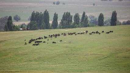 Obraz premium Cows graze peacefully on a vast green pasture