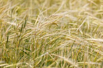 Obraz premium Golden wheat stalks sway gently in the breeze