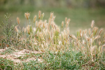Obraz premium Golden grasses sway gently in soft breeze