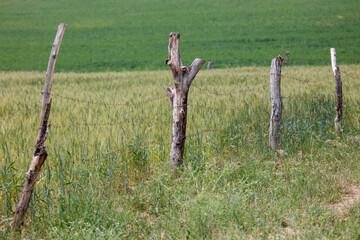 Obraz premium Weathered wooden posts stand in a grassy field