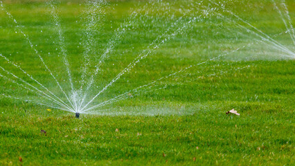 Fototapeta premium Lawn sprinkler system waters large green grass area