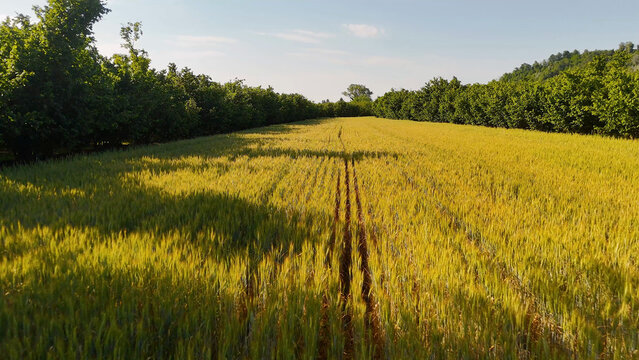 Aerial View of Golden Wheat Field Bordered by Green Trees