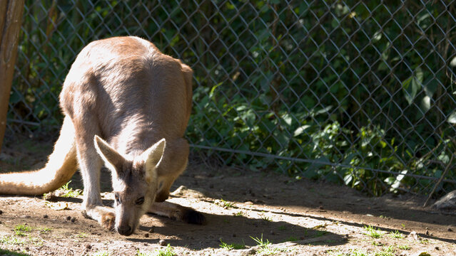Eastern Grey Kangaroo Sniffing the Ground in a Sunny Enclosure