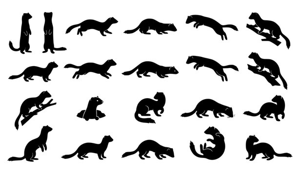 Mustela erminea stoat silhouette bundle with realistic wildlife poses vector