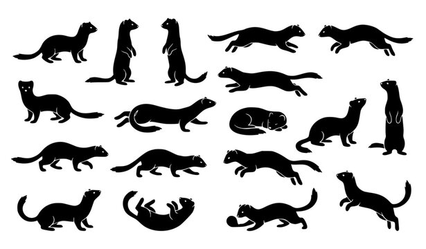 Black stoat silhouette set with Mustela erminea animal poses vector illustration