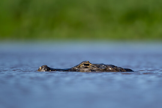 Yacare Caiman - Caiman yacare, small beautiful crocodile native to the rivers and lakes of South America, Pantanal, Brazil.