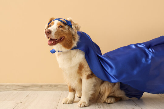 Cute Australian Shepherd dog in superhero costume near beige wall
