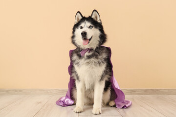 Cute husky dog in superhero costume near beige wall © Pixel-Shot