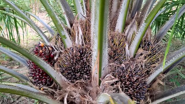 Detailed view of multiple ripe oil palm fruit bunches nestled between the fronds and trunk of a short oil palm tree on a tropical plantation.