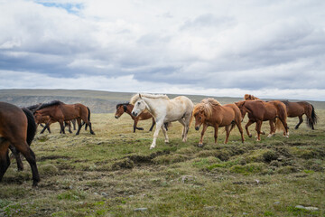Obraz premium A herd of Icelandic horses grazing and walking freely in a vast green meadow under a cloudy sky in Iceland.