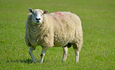 Naklejka premium Shgeep in a field on Pendle Hill near Sabden in Lancashire
