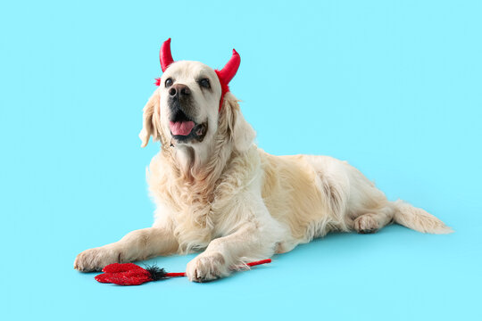 Cute Labrador dog in Halloween red devil horns headband with trident lying on blue background