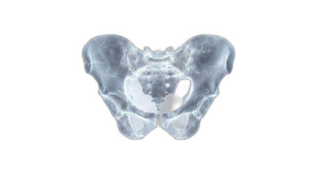 Anatomical human pelvis bone, translucent medical skeletal model, pelvic girdle on white