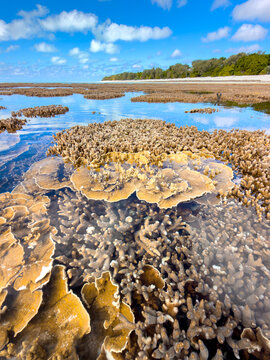 Shallow coral formations visible through clear tropical water at low tide on Heron Island, Queensland, Australia.