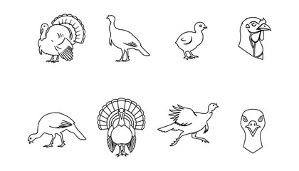 Obraz premium Turkey and Game Bird Outline Set with Pheasant, Quail, Rooster, Flying Birds, Poultry Profiles and Decorative Wildlife Illustrations