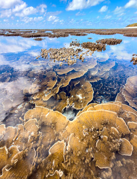 Shallow coral formations visible through clear tropical water at low tide on Heron Island, Queensland, Australia.
