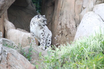 snow panther in a zoo in france  © frdric