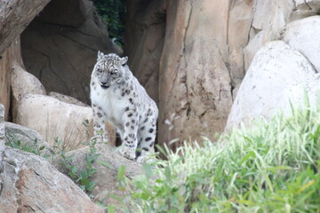 snow panther in a zoo in france  © frdric