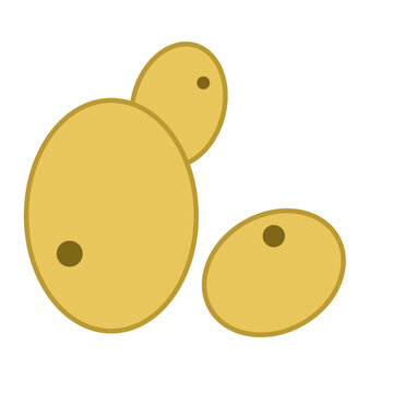 Educational flat illustration of yeast cells with budding reproduction. Suitable for microbiology, biology, fermentation, laboratory education, fungi