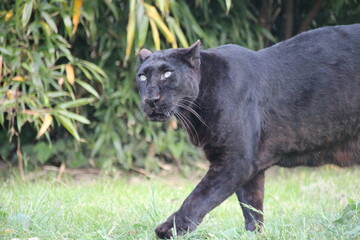 black panther in a zoo in france  © frdric