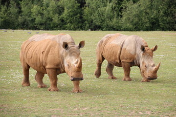 white rhinoceros in a zoo in france  © frdric