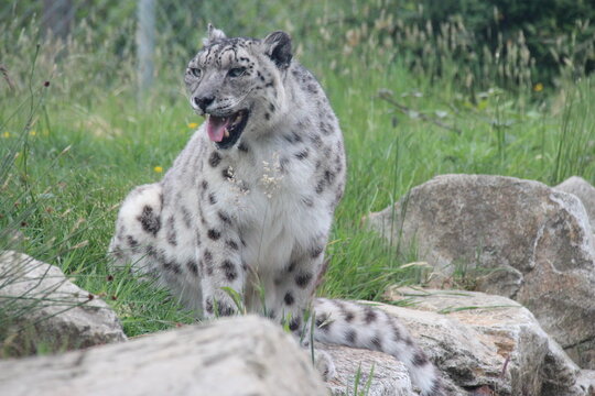 snow panther in a zoo in france 
