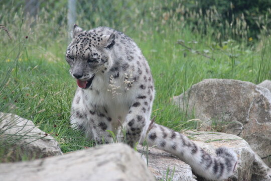 snow panther in a zoo in france 
