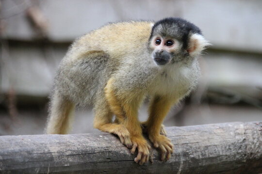 squirrel monkey in a zoo in france 