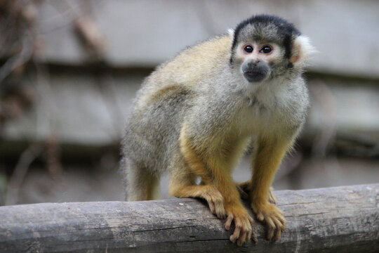 squirrel monkey in a zoo in france 