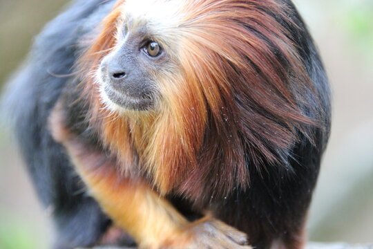 golden-headed lion tamarin in a zoo in france 