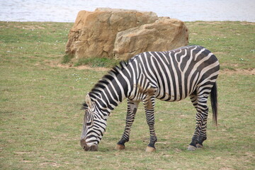 grant's zebra in a zoo in france  © frdric