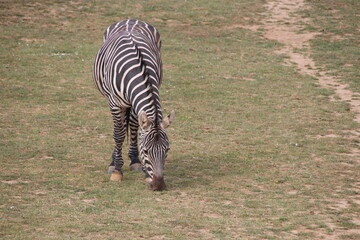 grant's zebra in a zoo in france  © frdric