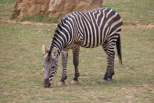 grant's zebra in a zoo in france 
