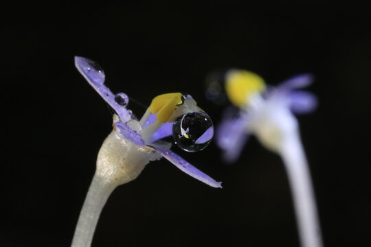 Exacum nanum in Gentianaceae family, typically found growing on the forest floor of moist montane forests where there is a thick accumulation of fallen leaves
Krathing Waterfall national park,THAILAND