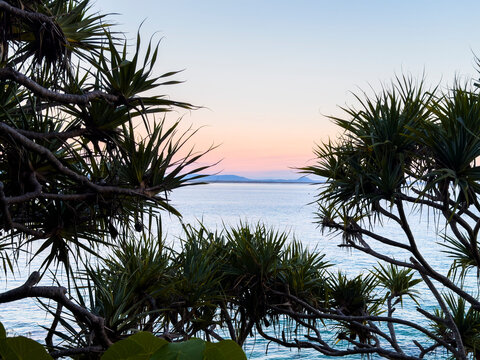 Coastal ocean view framed by pandanus trees at Noosa Headland, Queensland, Australia, during soft early morning light.