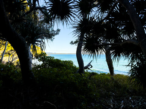 Coastal forest overlooking the ocean at Noosa Headland, Queensland, Australia, with native vegetation framing views of the coastline.