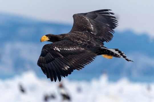 A Young Steller's Sea-eagle in Flight