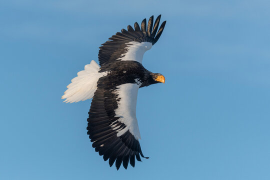 Back and Shoulder View of Steller's Sea-eagle in Flight.