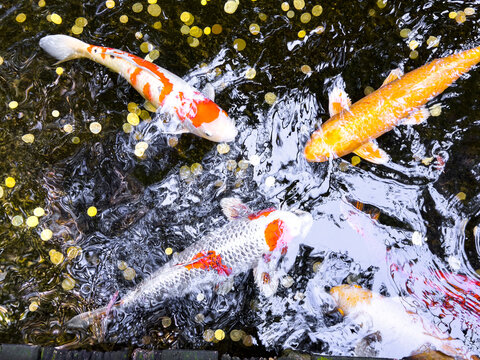 Colourful koi fish swim among scattered coins in a decorative pond viewed from above.