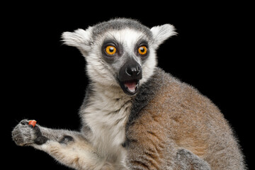 Fototapeta premium Ring-tailed lemur eating nut while looking sideways with surprised expression isolated on black background