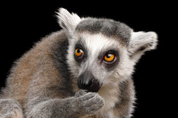 Fototapeta premium Ring-tailed lemur eating secretively with sneaky expression isolated on black background