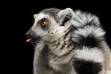 Fototapeta premium Ring-tailed lemur making funny face and sticking tongue out isolated on black background