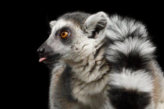 Ring-tailed lemur making funny face and sticking tongue out isolated on black background