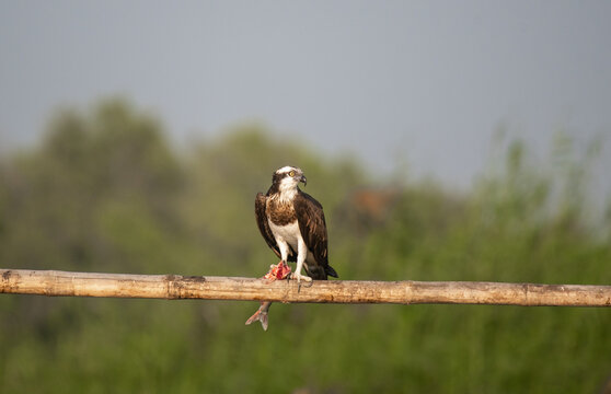 Osprey bird perched on a branch with a fish kill with use of selective focus